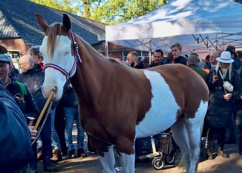 'Ik wil een paard kopen'