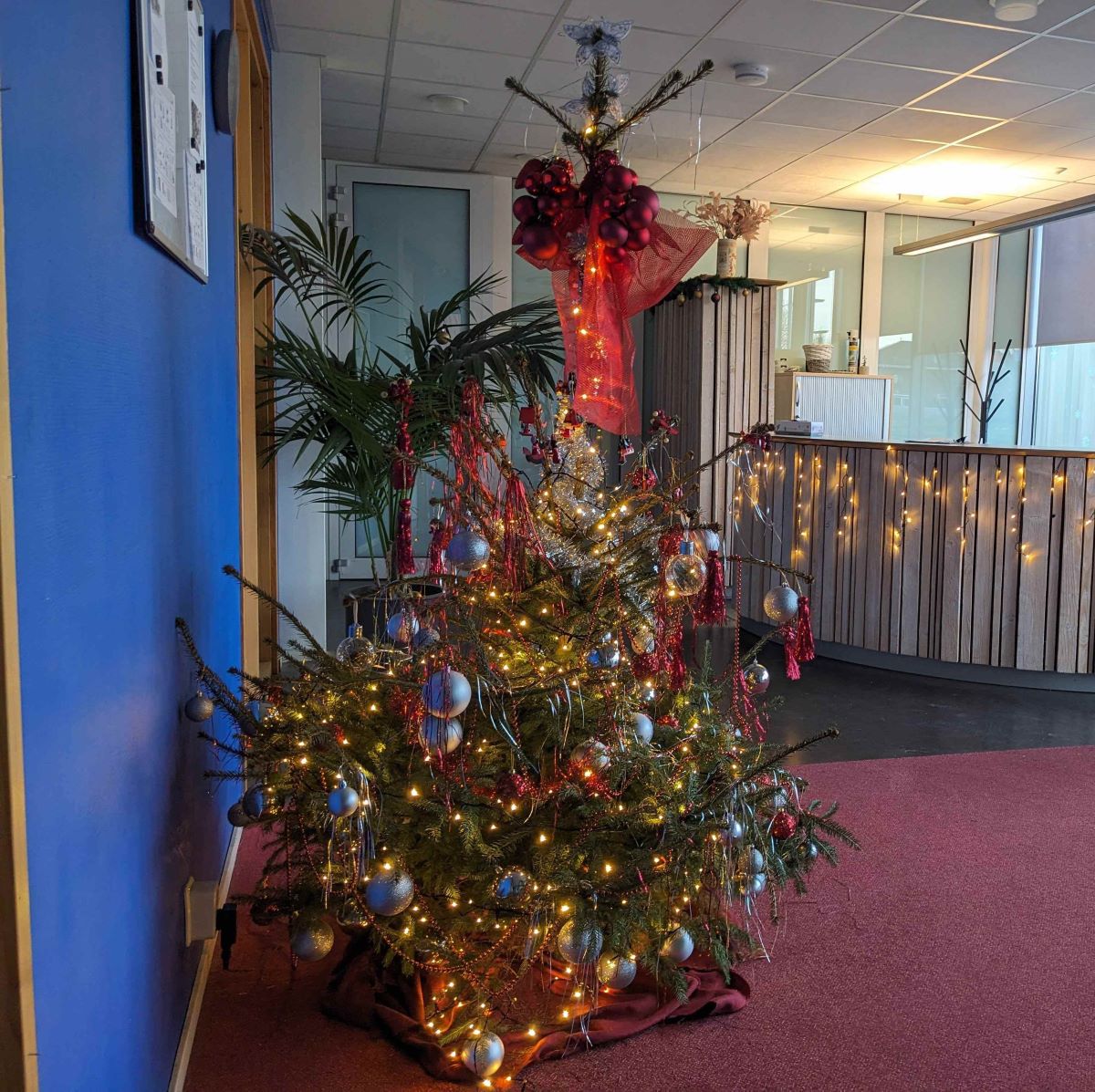 Kerstboom in Tynaarlo